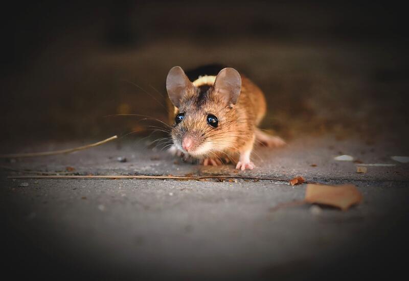 A house mouse on a concrete surface