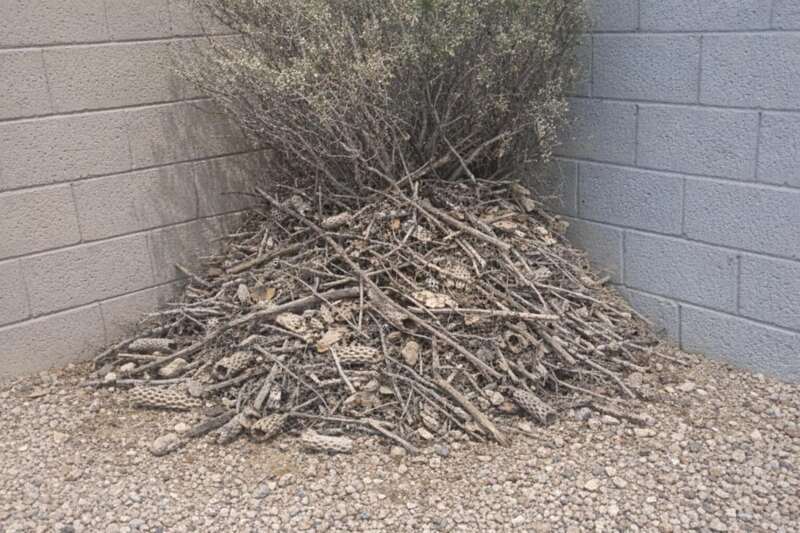A mound of sticks and cholla joints built against a block wall corner on an Ahwatukee lot