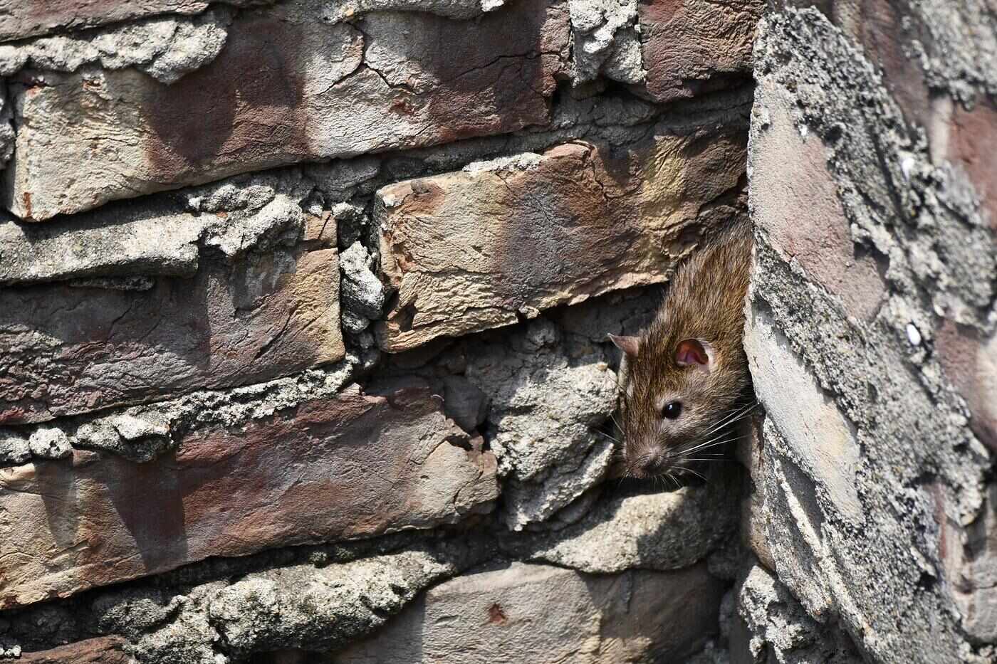 A rat looking out from a gap in an exterior wall