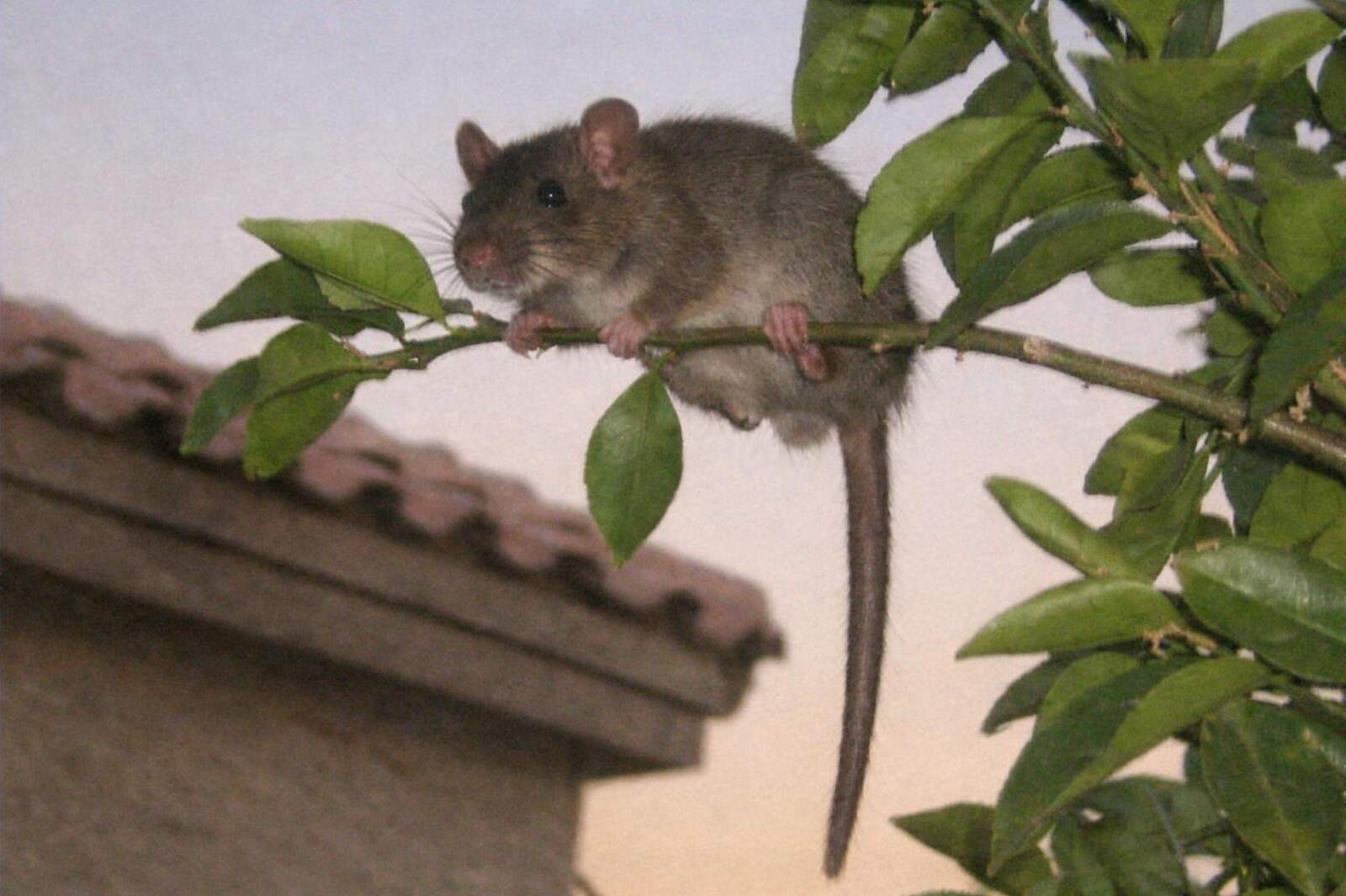 A rat moving along a tree branch among leaves, the route it takes to a Phoenix roofline