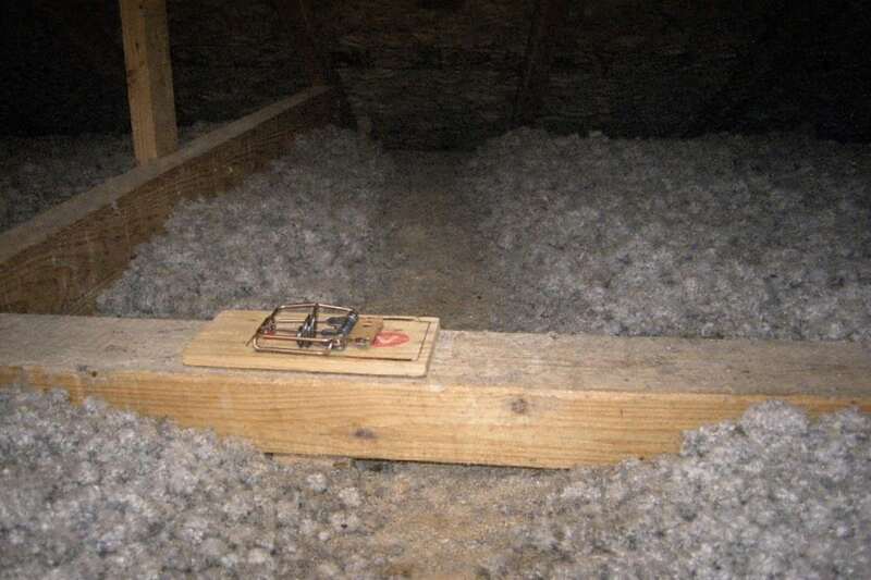 A wooden snap trap set on an attic top plate beside a worn trail through the insulation