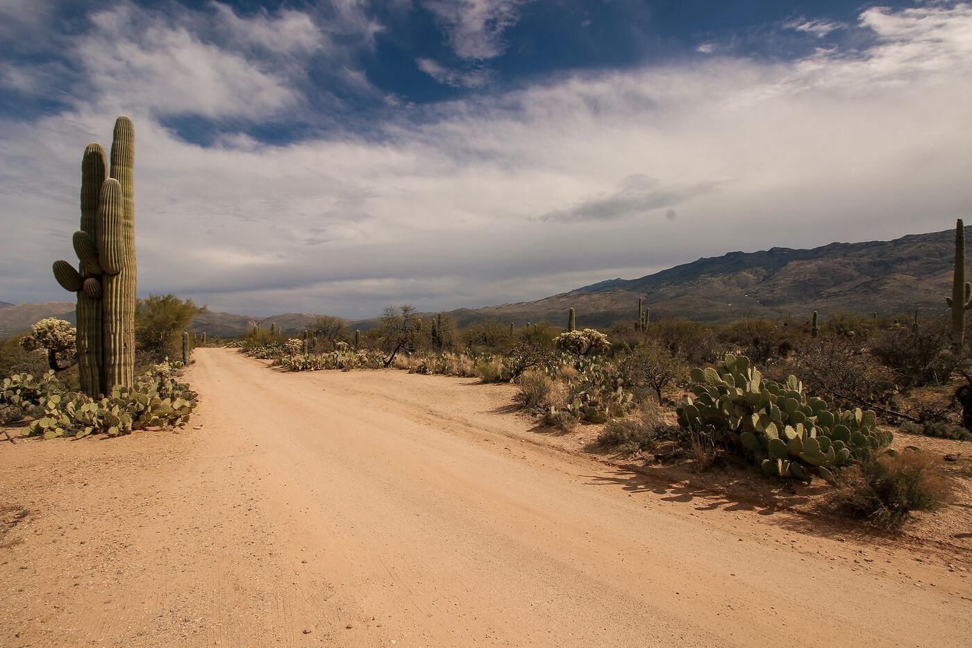 A desert road winding through saguaros and brush in the Sonoran Desert
