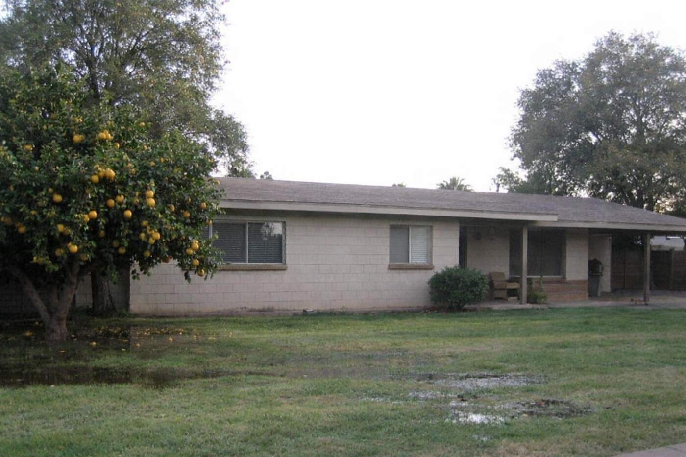 A ranch house with a mature grapefruit tree in the front yard on an older Mesa lot