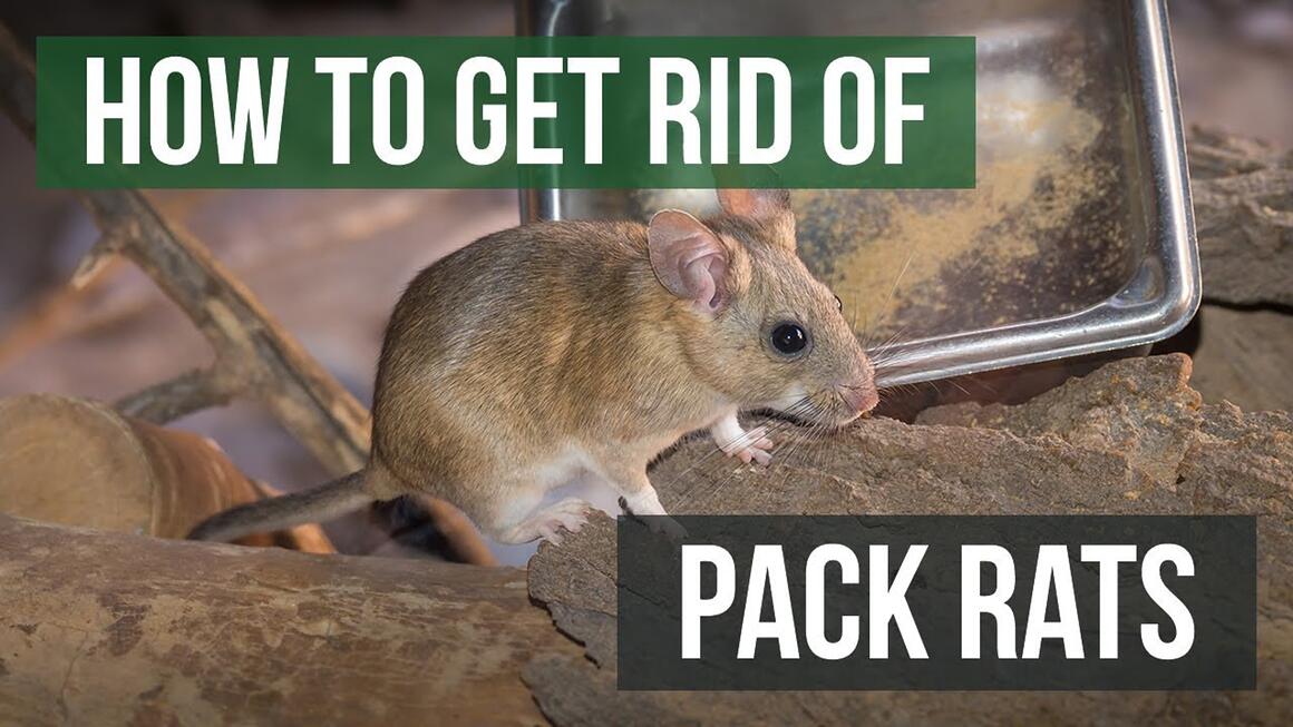Video preview: How to Get Rid of Pack Rats and Woodrats