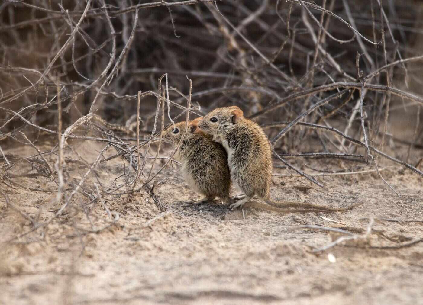 Two woodrats sheltering among dry twigs and brush on desert ground